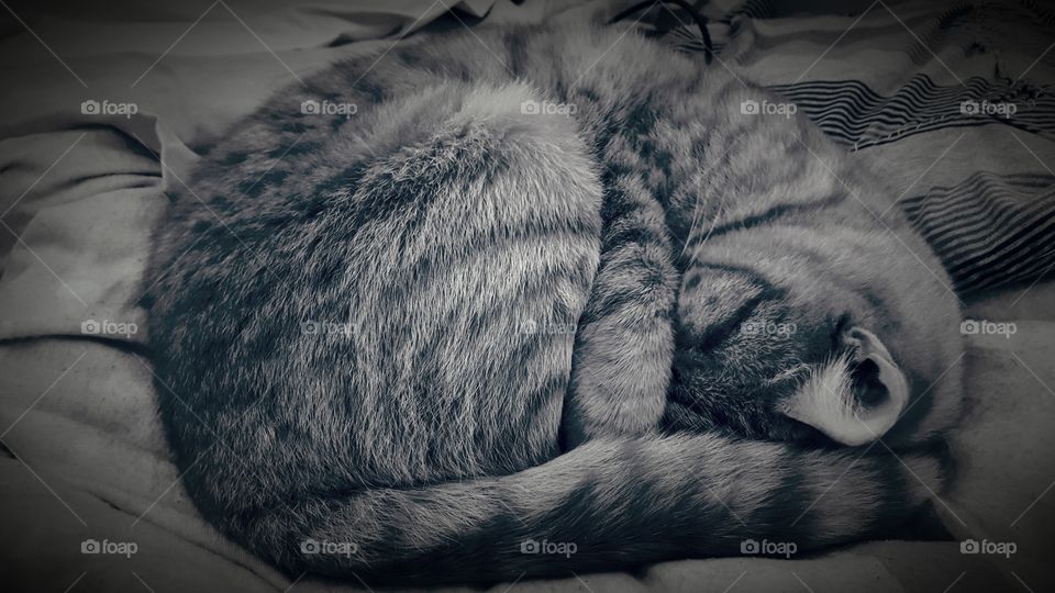 Beautiful Little Sad Grey Cat