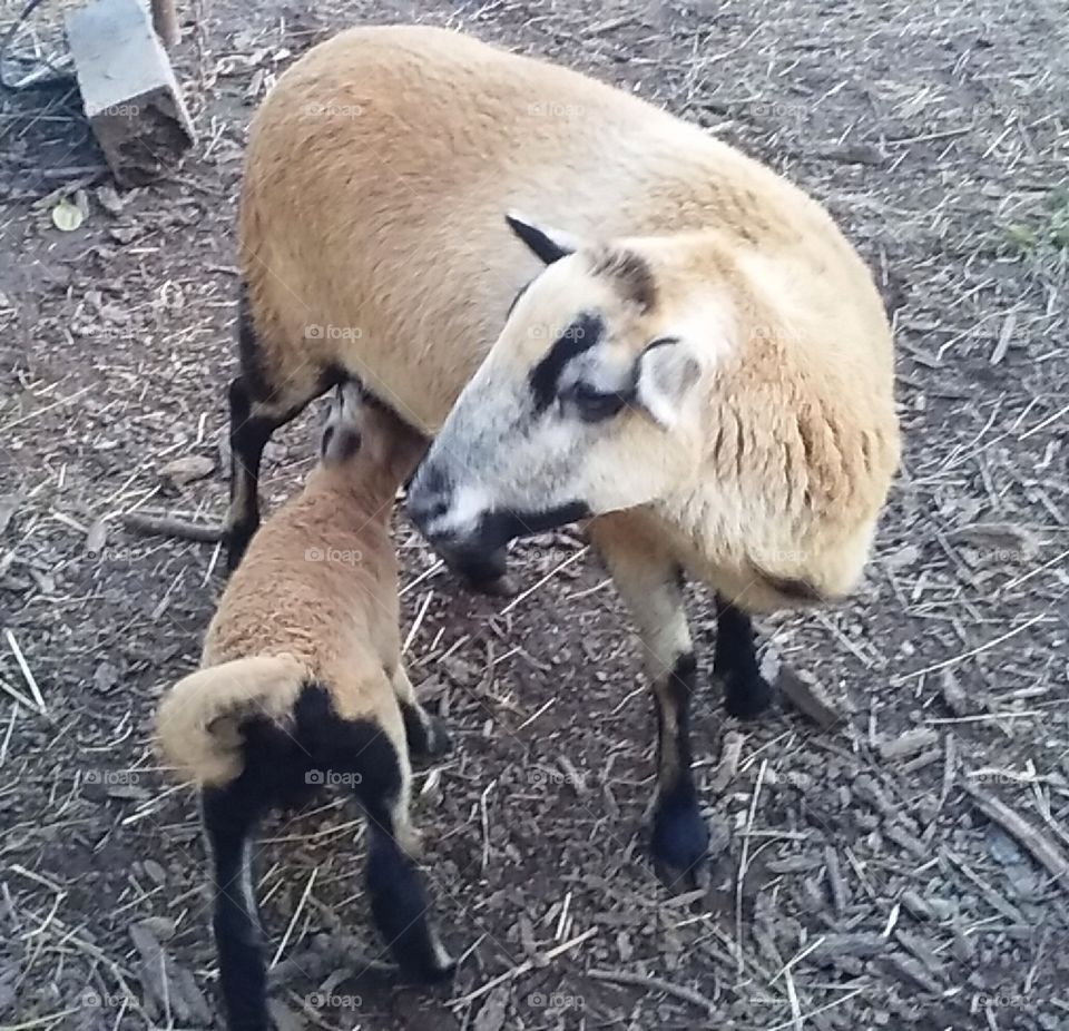 an American Black belly ewe and her lamb