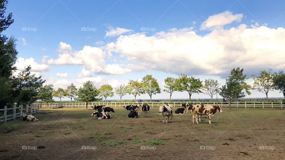 Cows