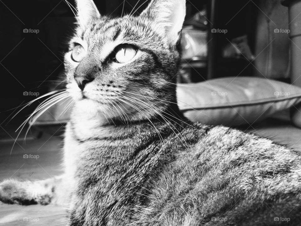 Black and white photo of a tabby cat with the sun highlighting his eyes.