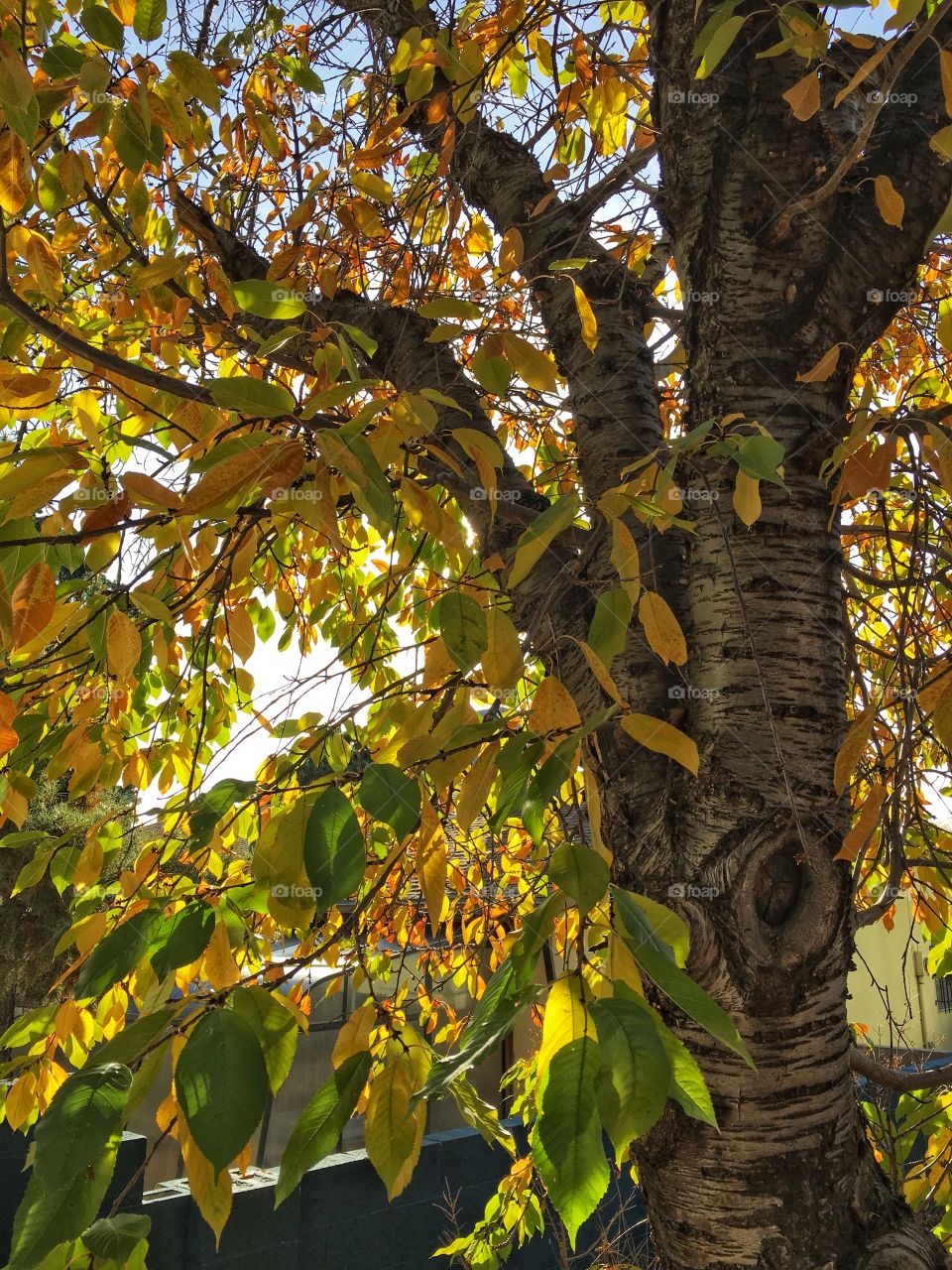 Leaves changing color 