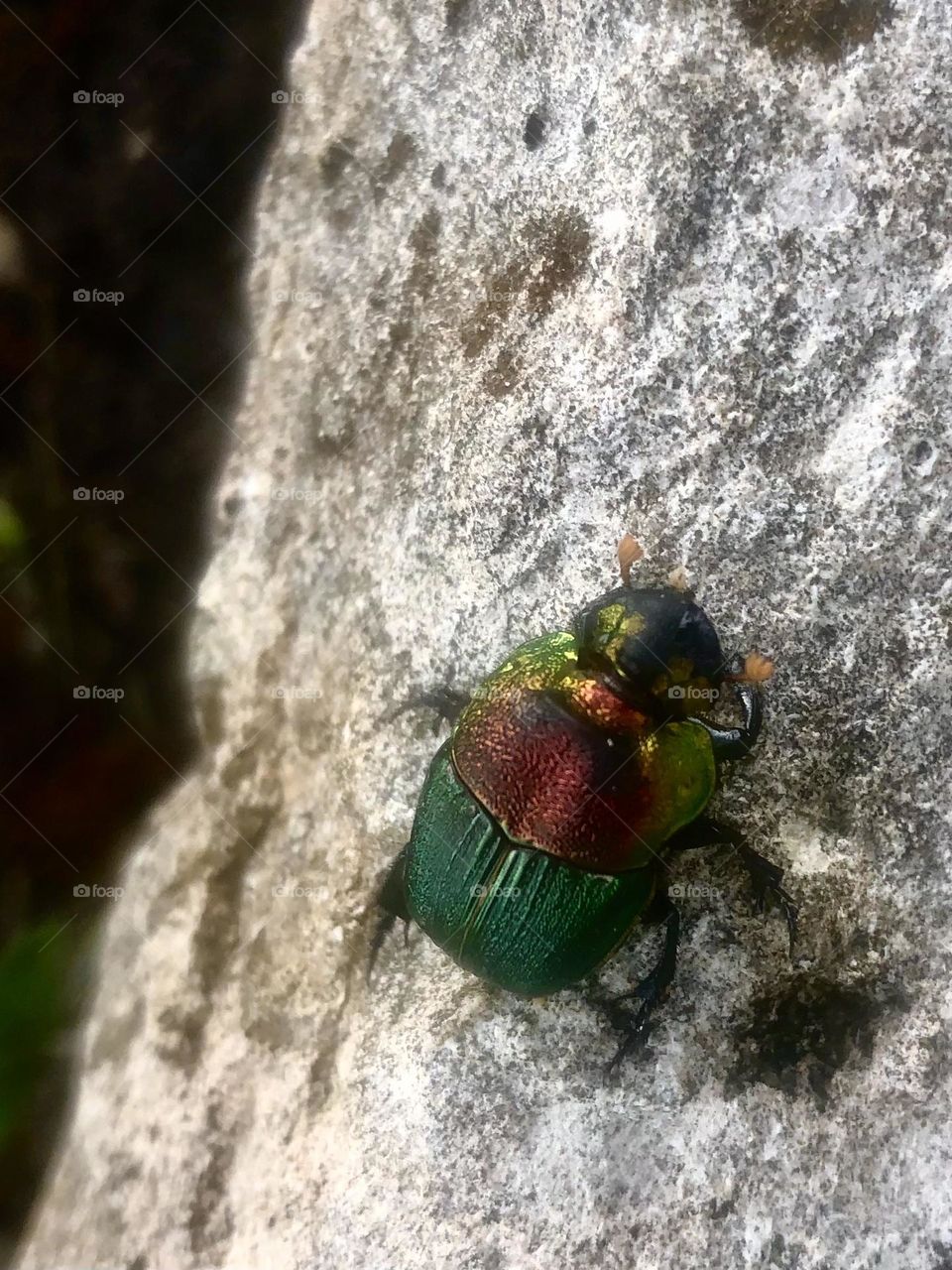 A dung beetle clings to a rock after knocking himself out on my porch!!