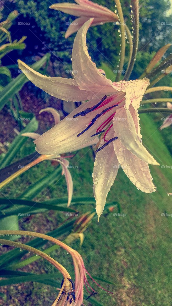 A pink lily in the morning 