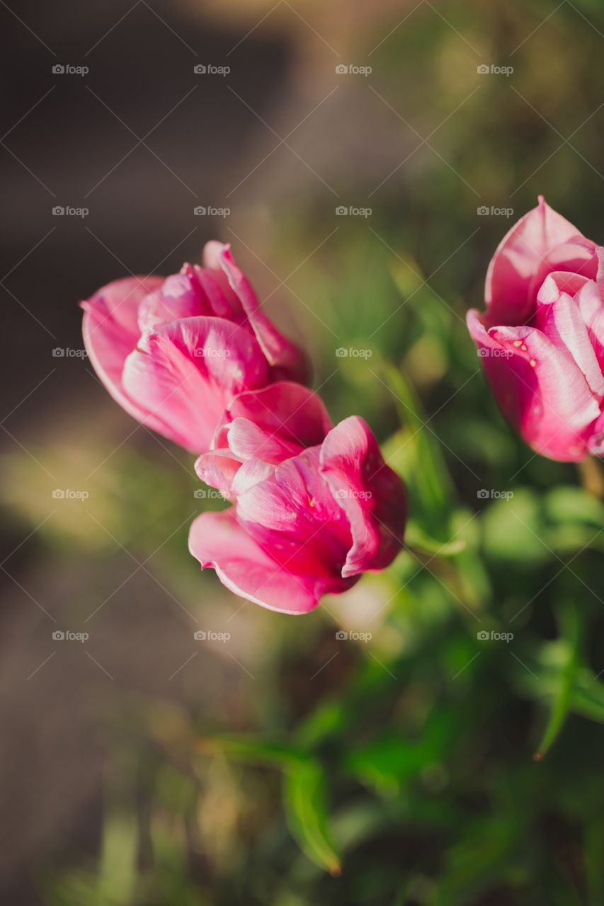 Tulips