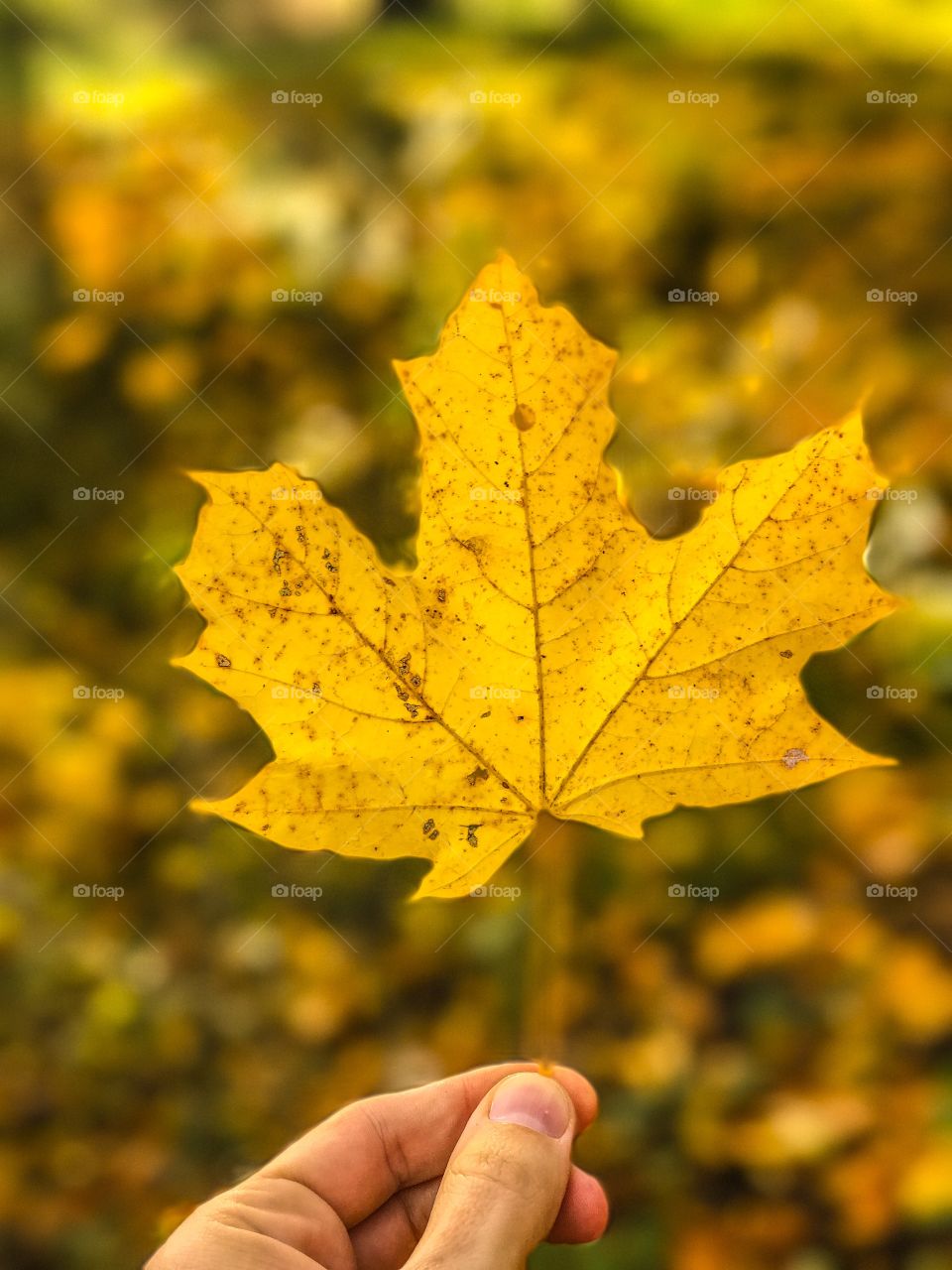 Close-up of hand holding autumn leaf