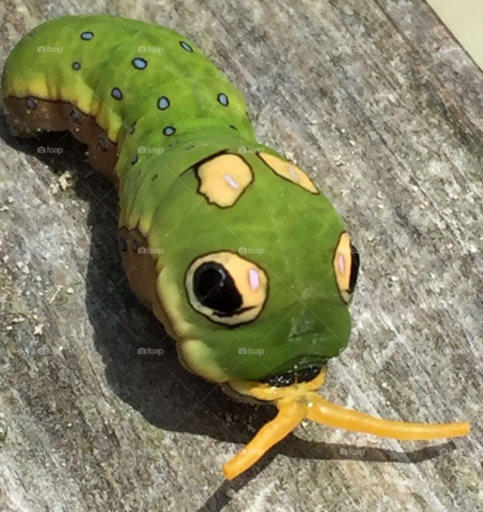 Caterpie Pokémon  caterpillar   