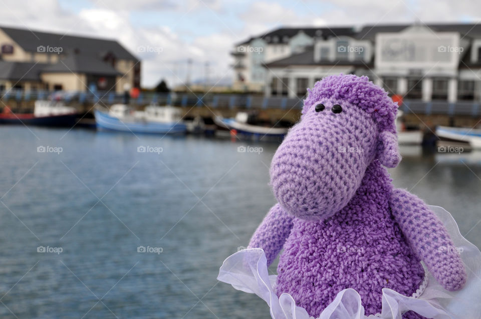 violet sheep at seaside. nothern Ireland