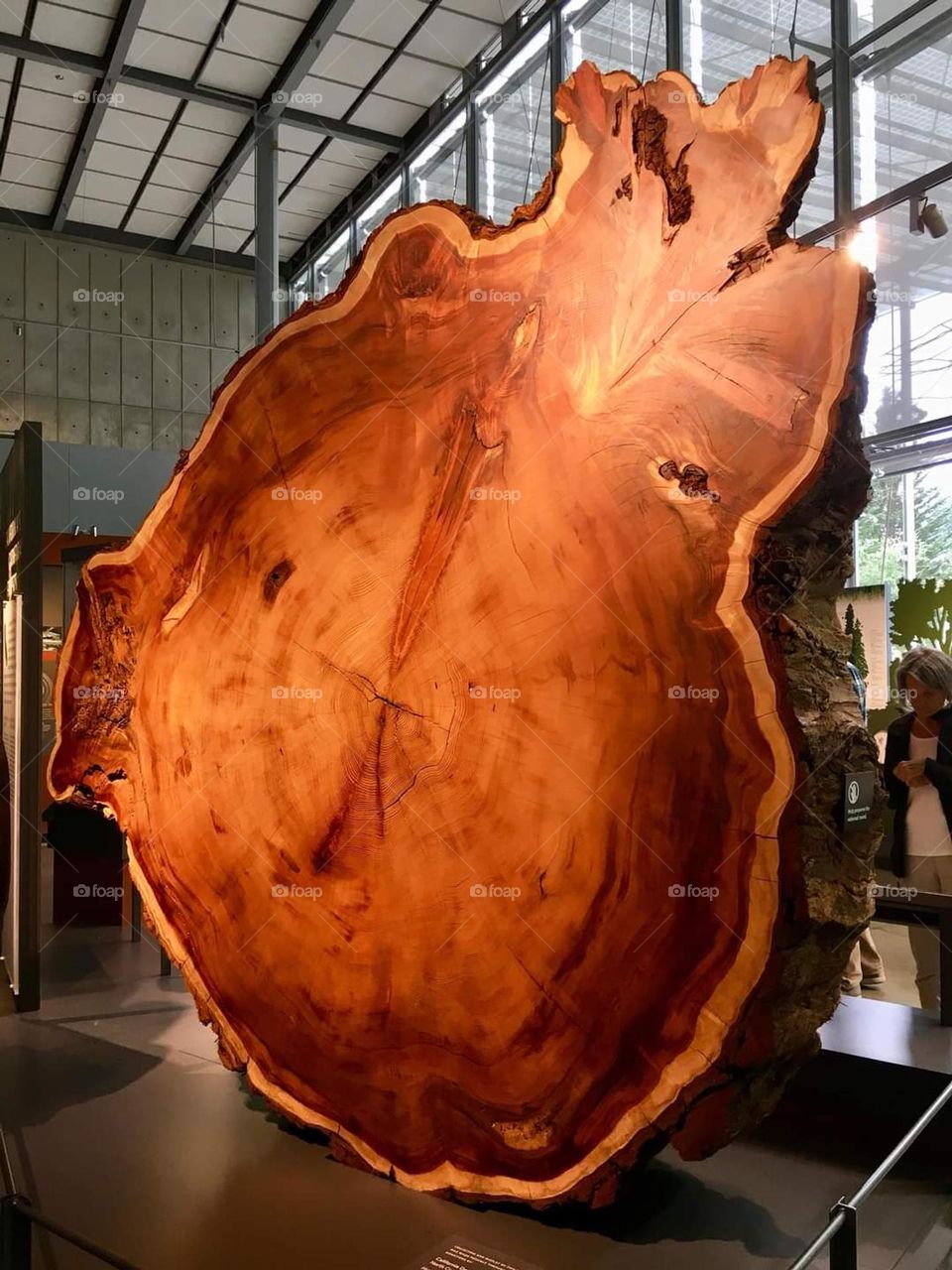 Giant Redwood at Acadamy of Science Golden Gate Park