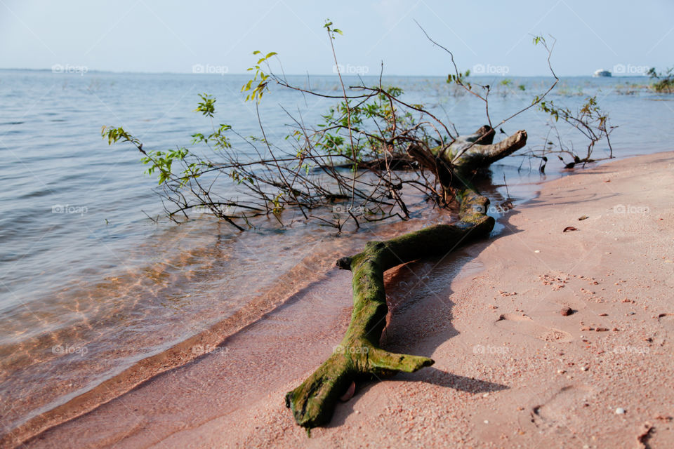 a tree branch fallen in the beach in north Brazil santarem Amazon Amazônia Amazonas Tapajós river