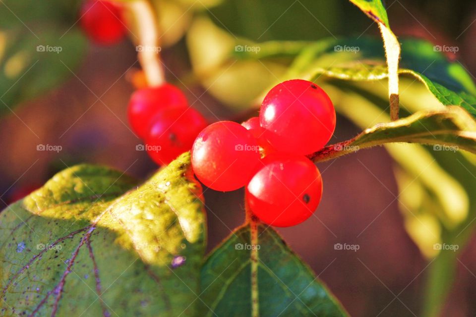 Fall berries 