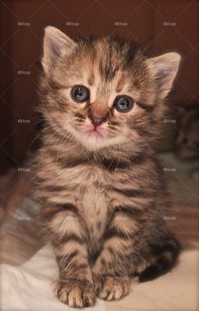 Cute little cat