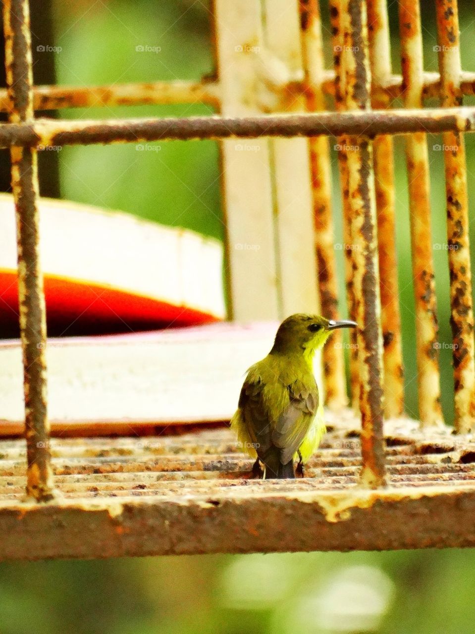 A species of sunbird