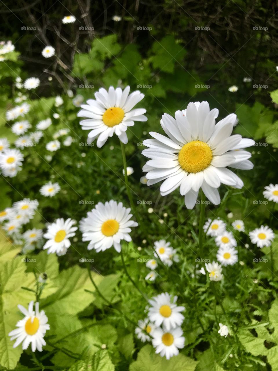 Wild daisies along a hiking trail brighten the path.