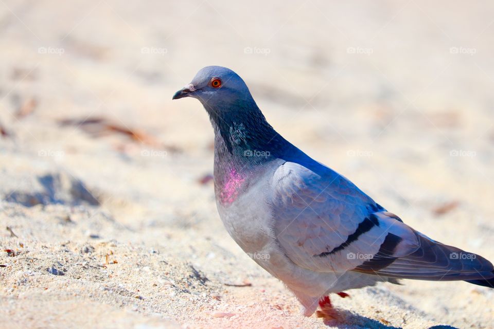 Iridescent feathers pigeon side view closeup  standing on beach sand 