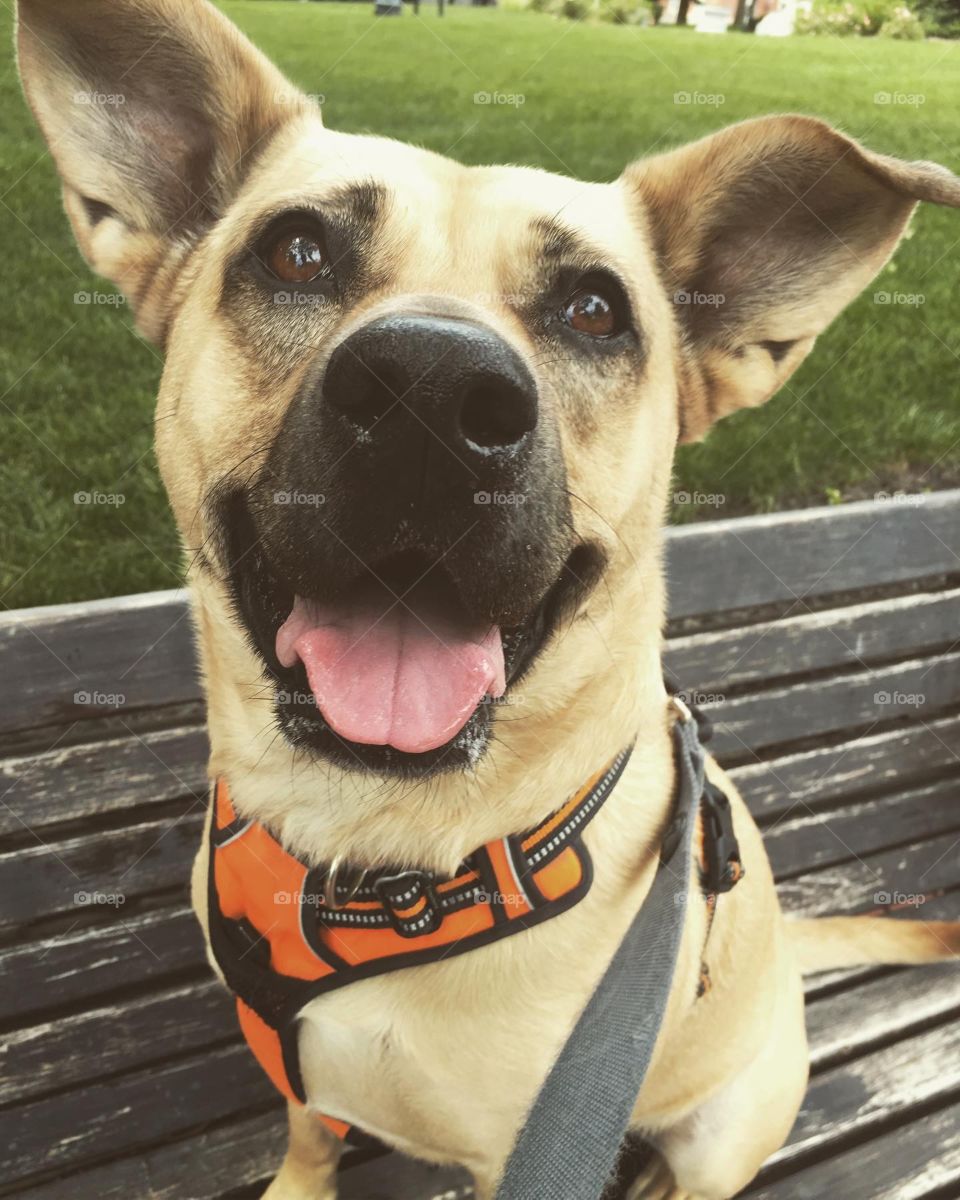 Rescuing a dog and seeing them look happier than they were before you got them is such a wonderful feeling.