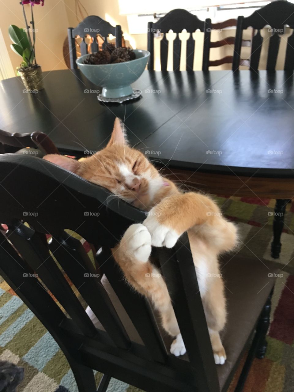 Orange cat the is adorable 