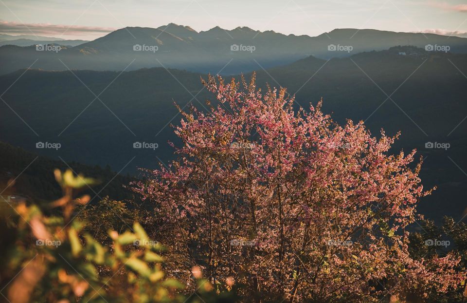 The first light of dawn falling over the cherry tree, adding to the vibrant beauty of cherry blossom, it's cherry blossom time in Ukhrul, Manipur, India.