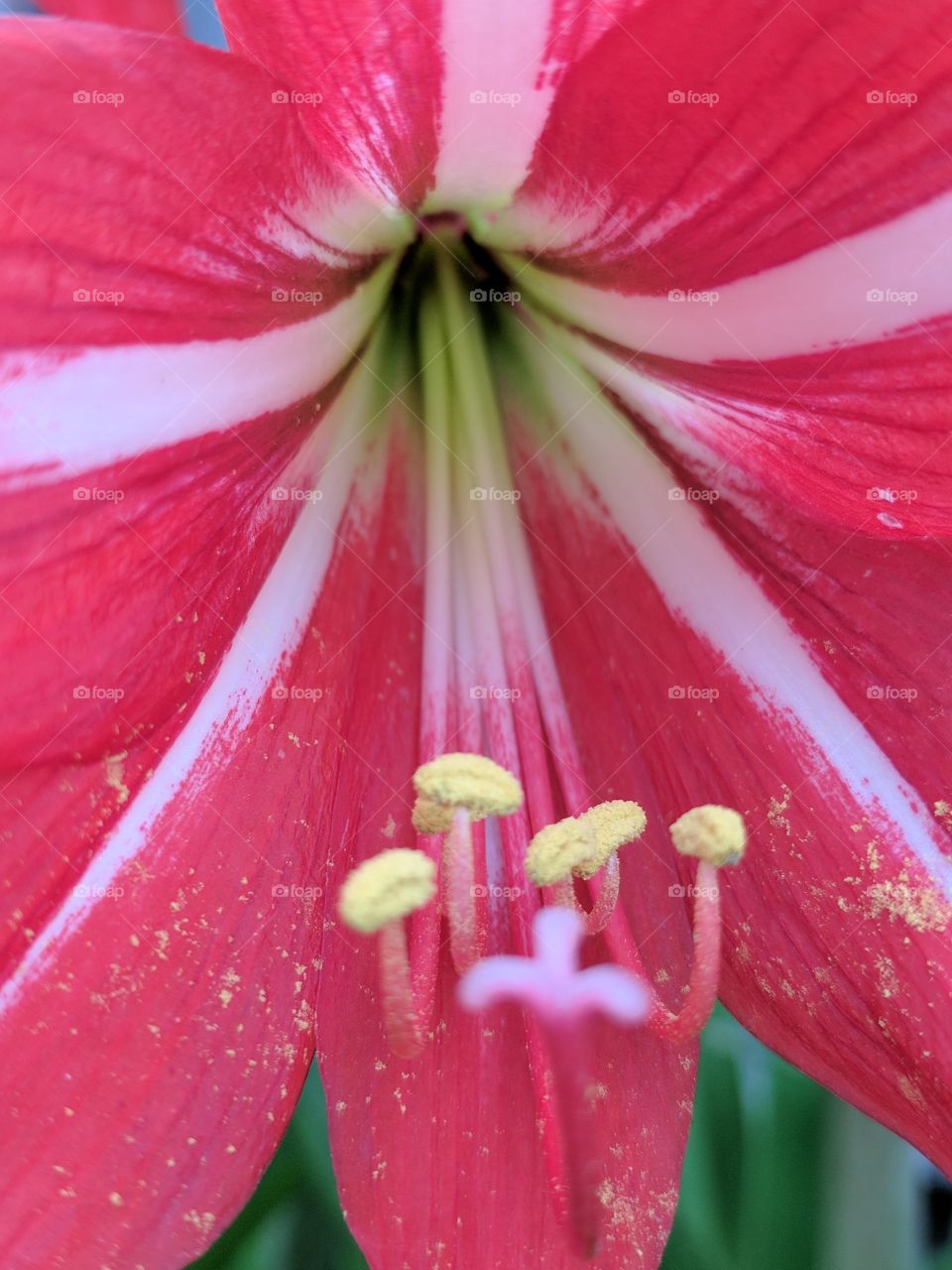 red Lily close up