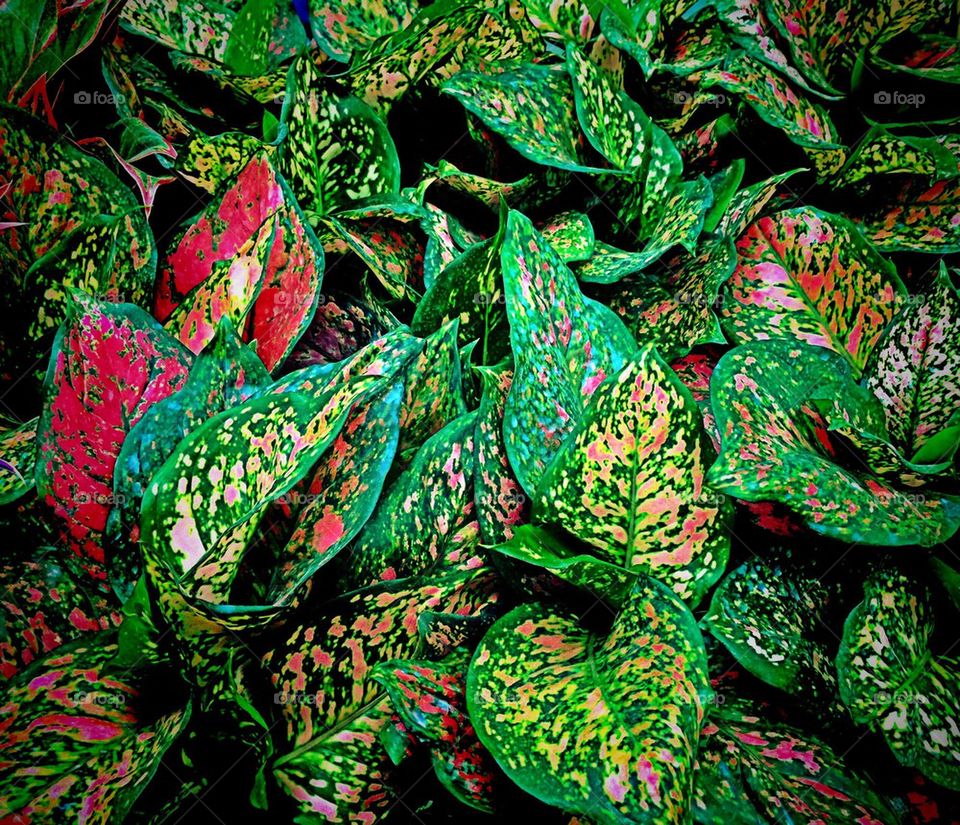 Pink and green leaves
