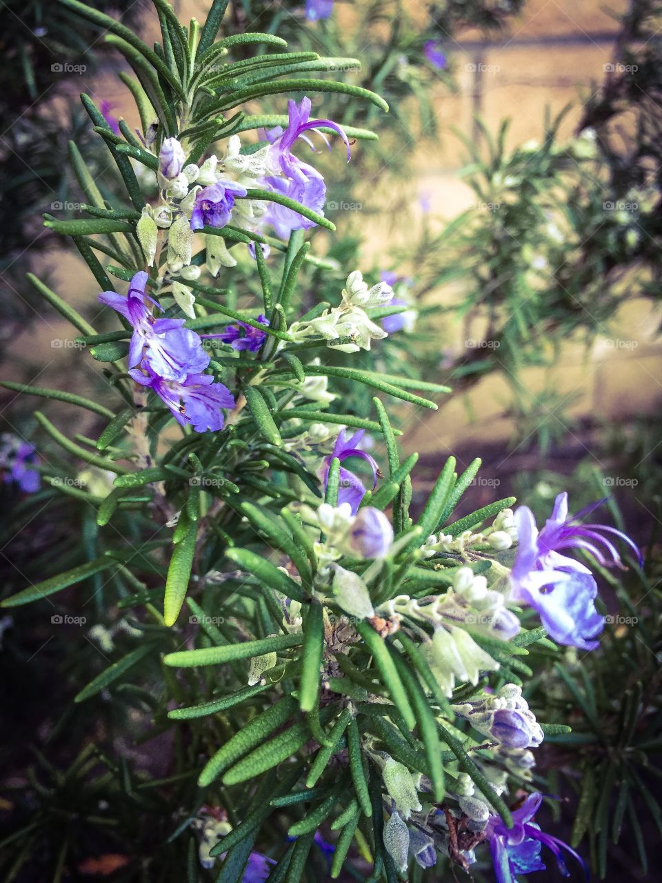 Rosemary blooms