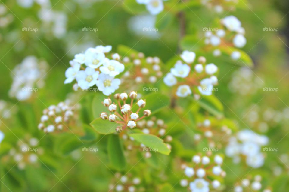 spring flowers