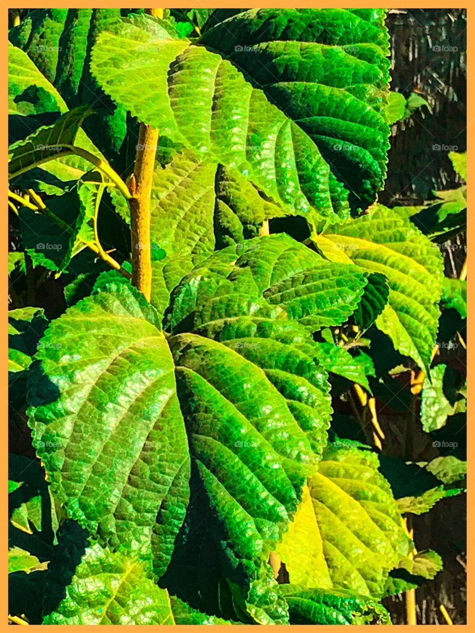 Leafs of a sizeable plant in the summer.