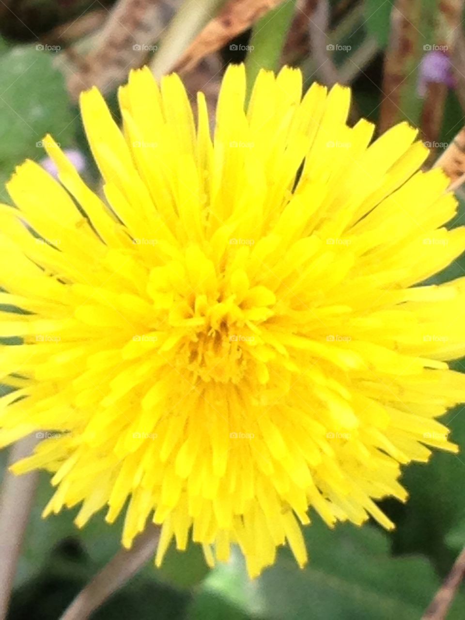 Dandelion