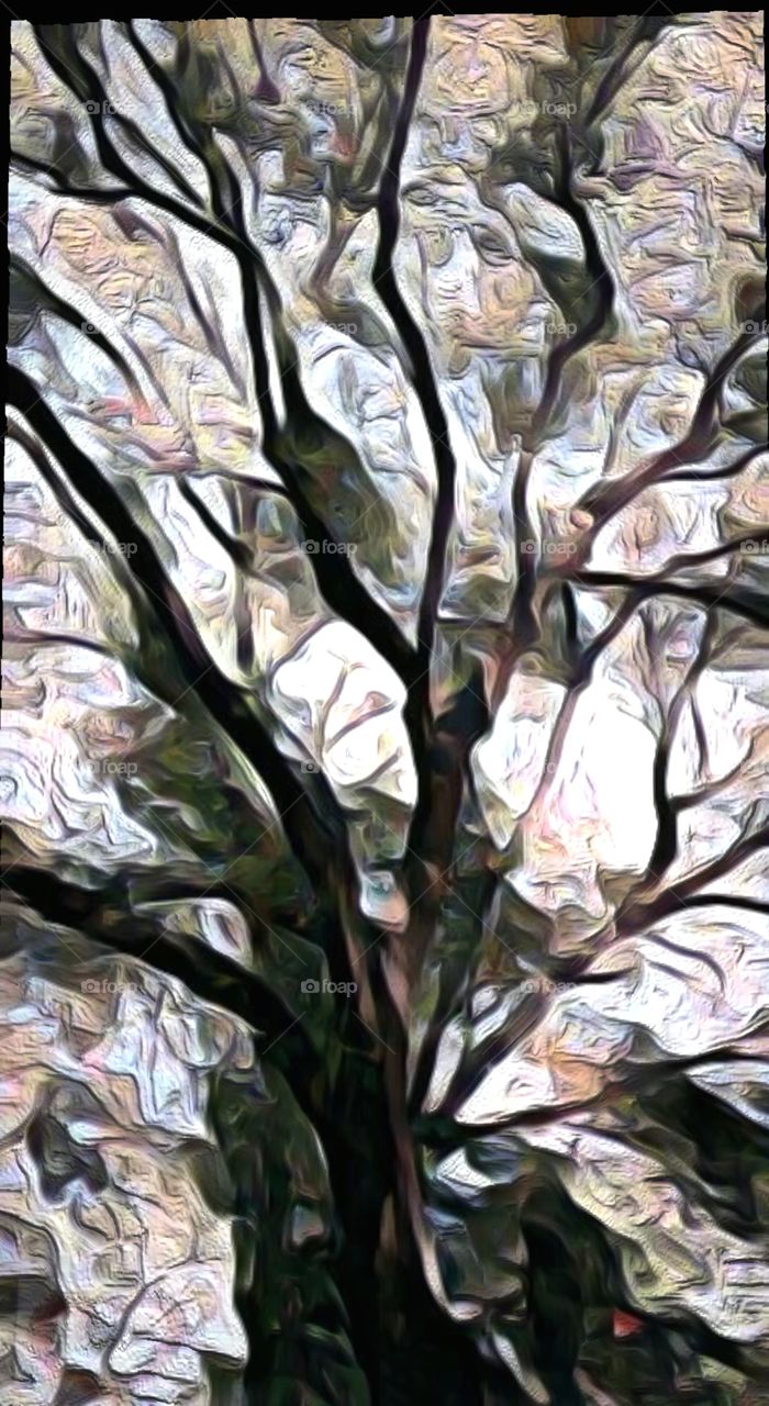 tree branches  fall light dark