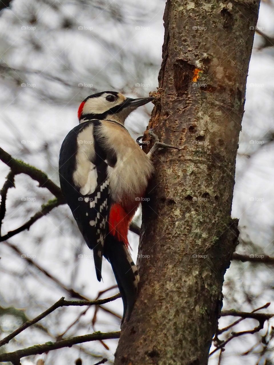 Woodpecker