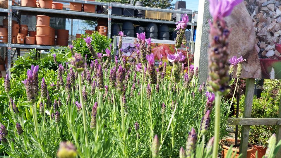 Flower, Nature, Summer, Garden, Flora