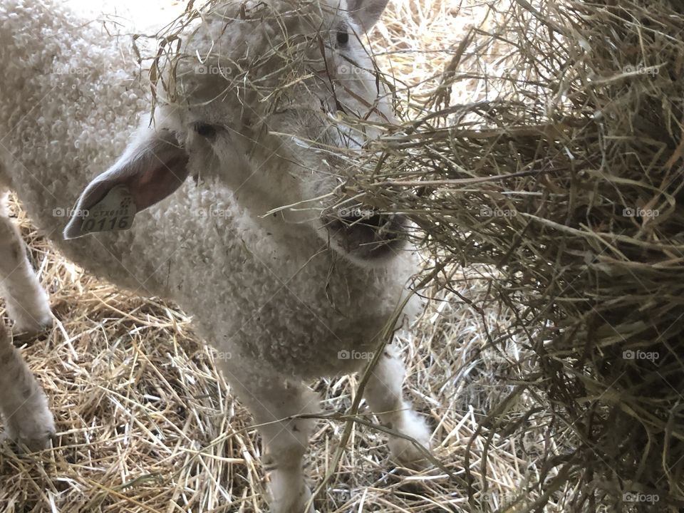 Sheep eating some hay