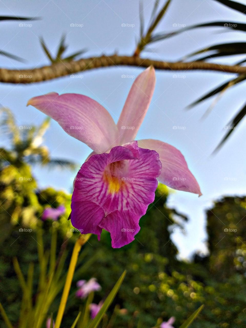 Em foco a orquídea da terra