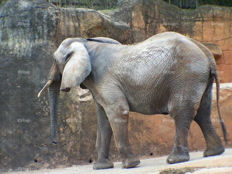 Elephant