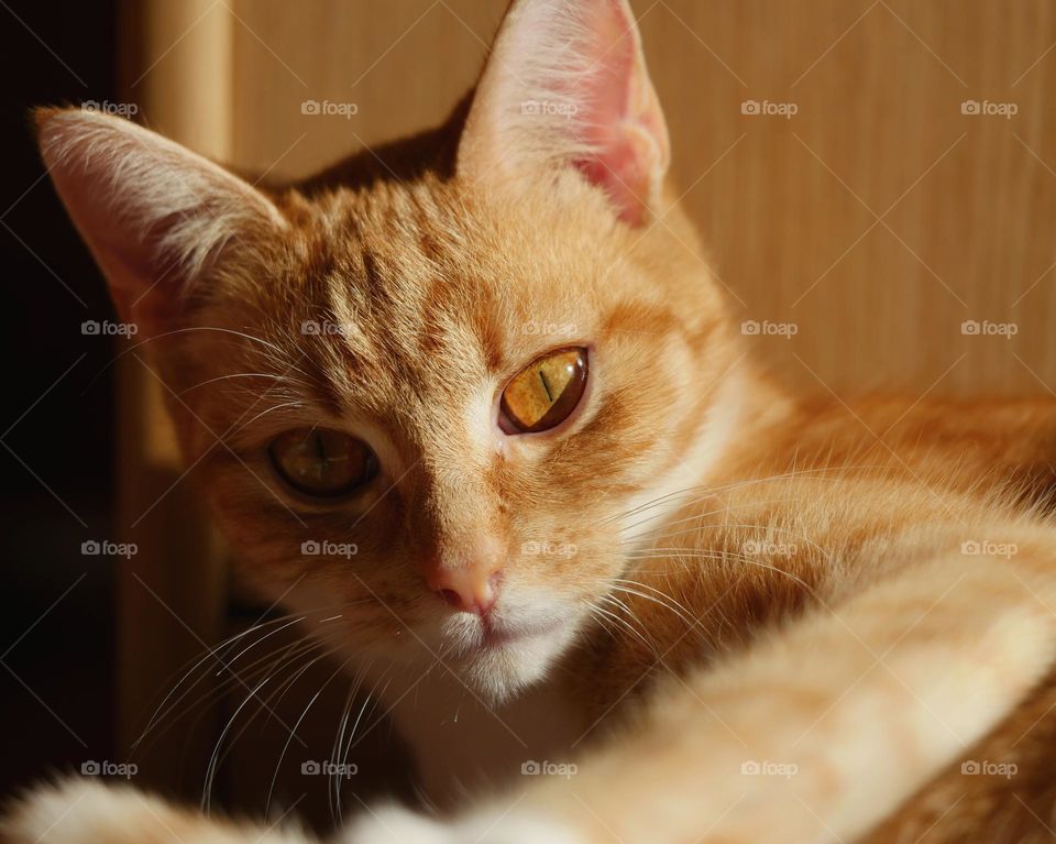 Ginger cat