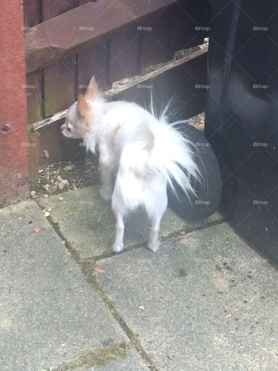 Chihuahua guarding home 