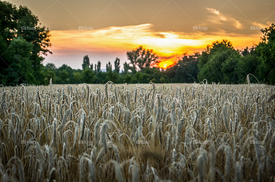 Wheat in Sunset. golden hour wheat