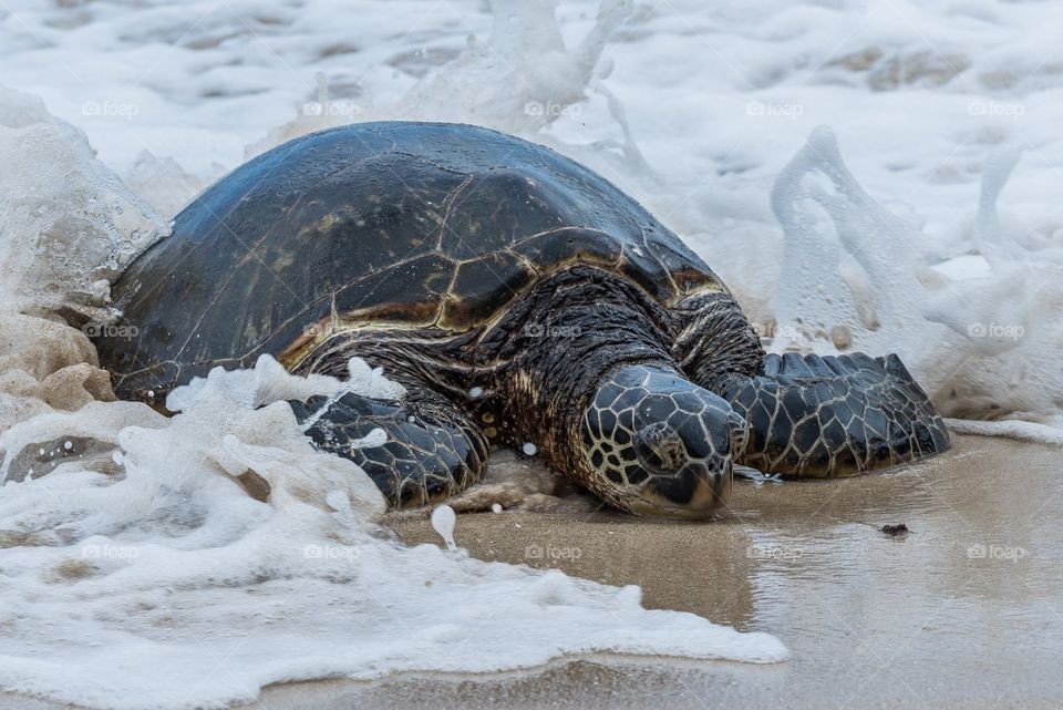 Turtle surf