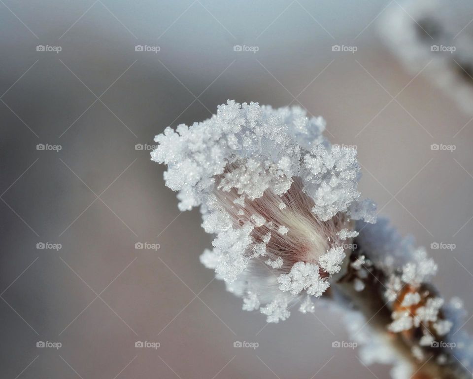 Frozen catkin