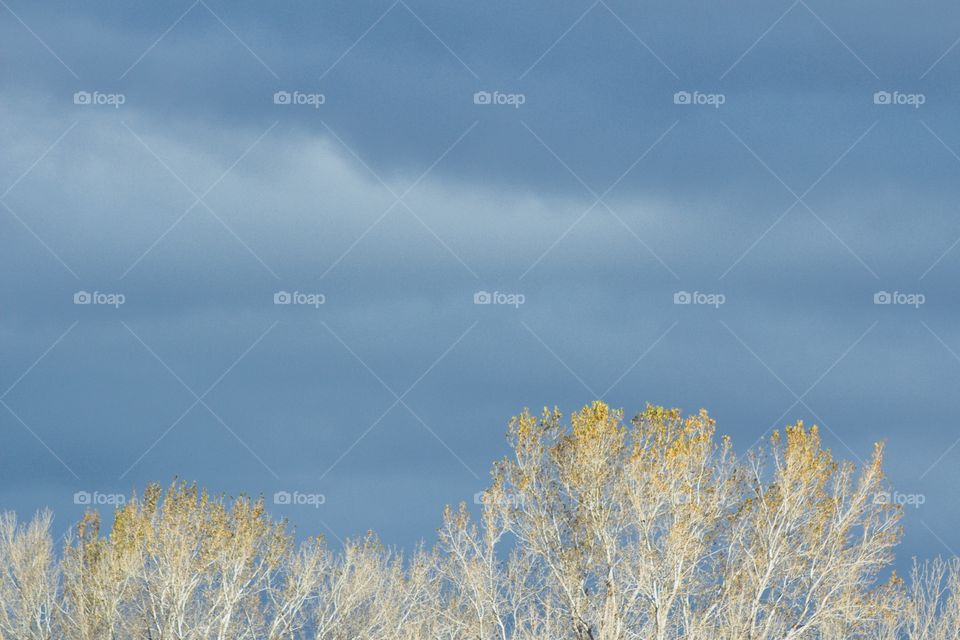 Trees, with a few remaining leaves during autumn, illuminated by sunlight with a  threatening sky in the background 