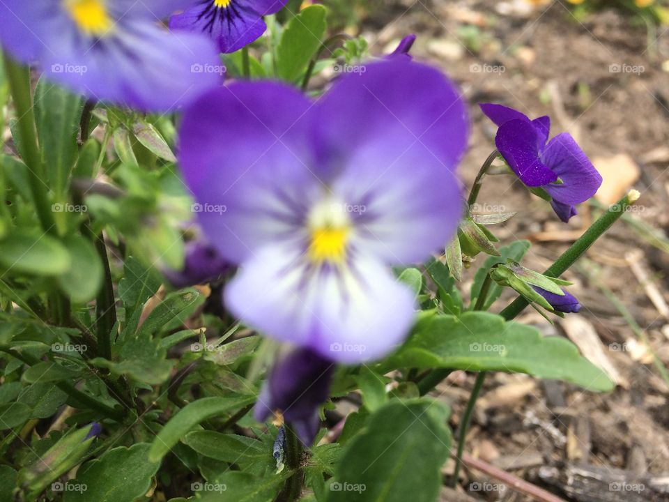 Spring viola