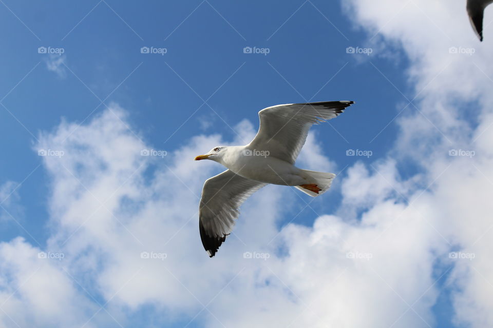 A bird in the sky...