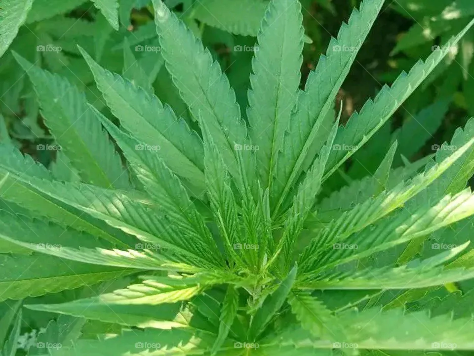 prosperity green