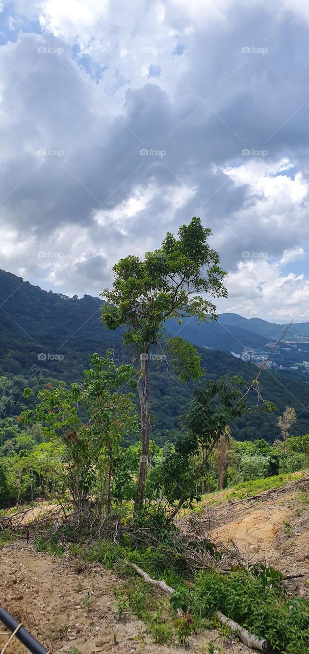 Forest in Phuket