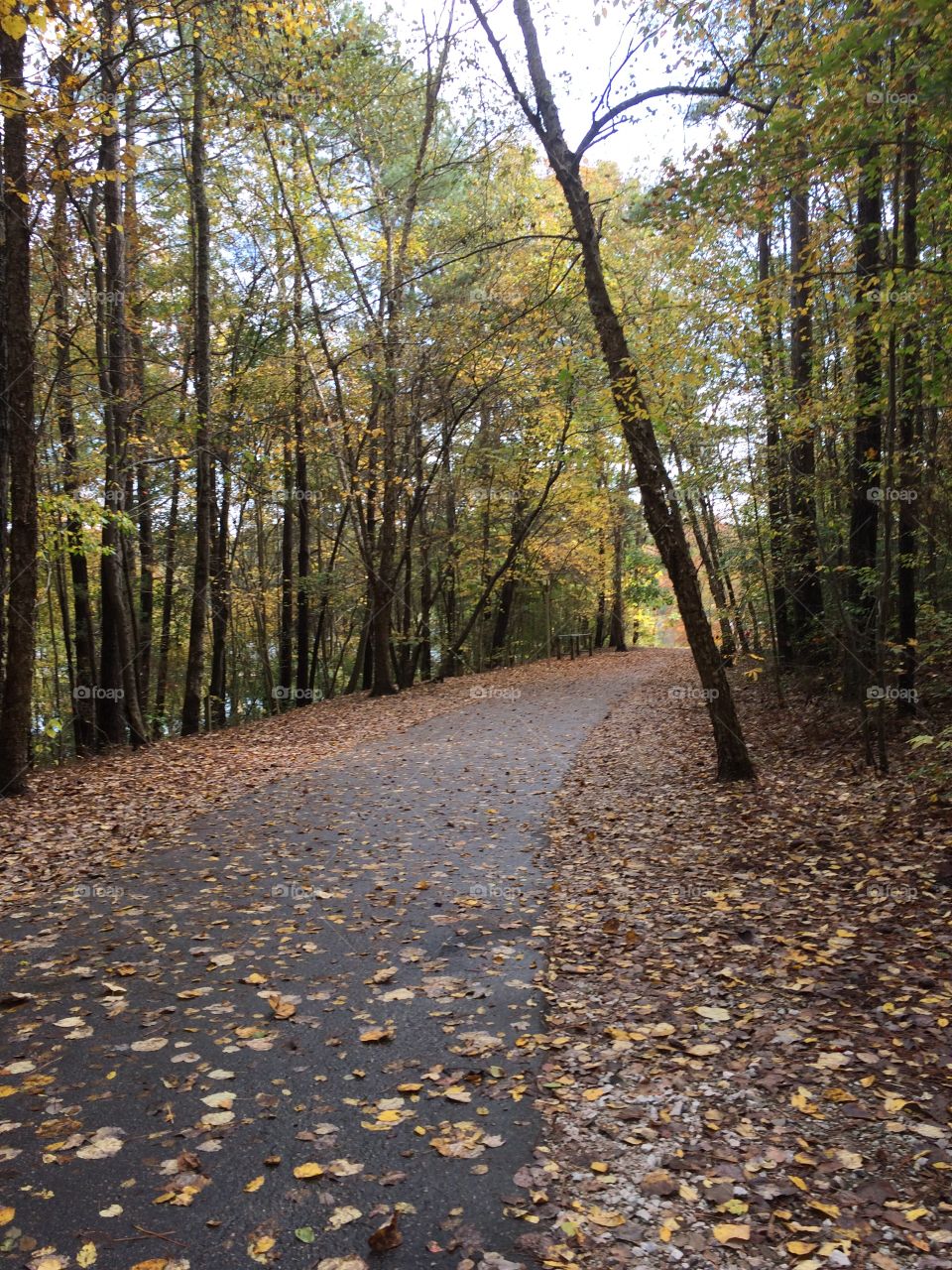 Trail with Fall trees