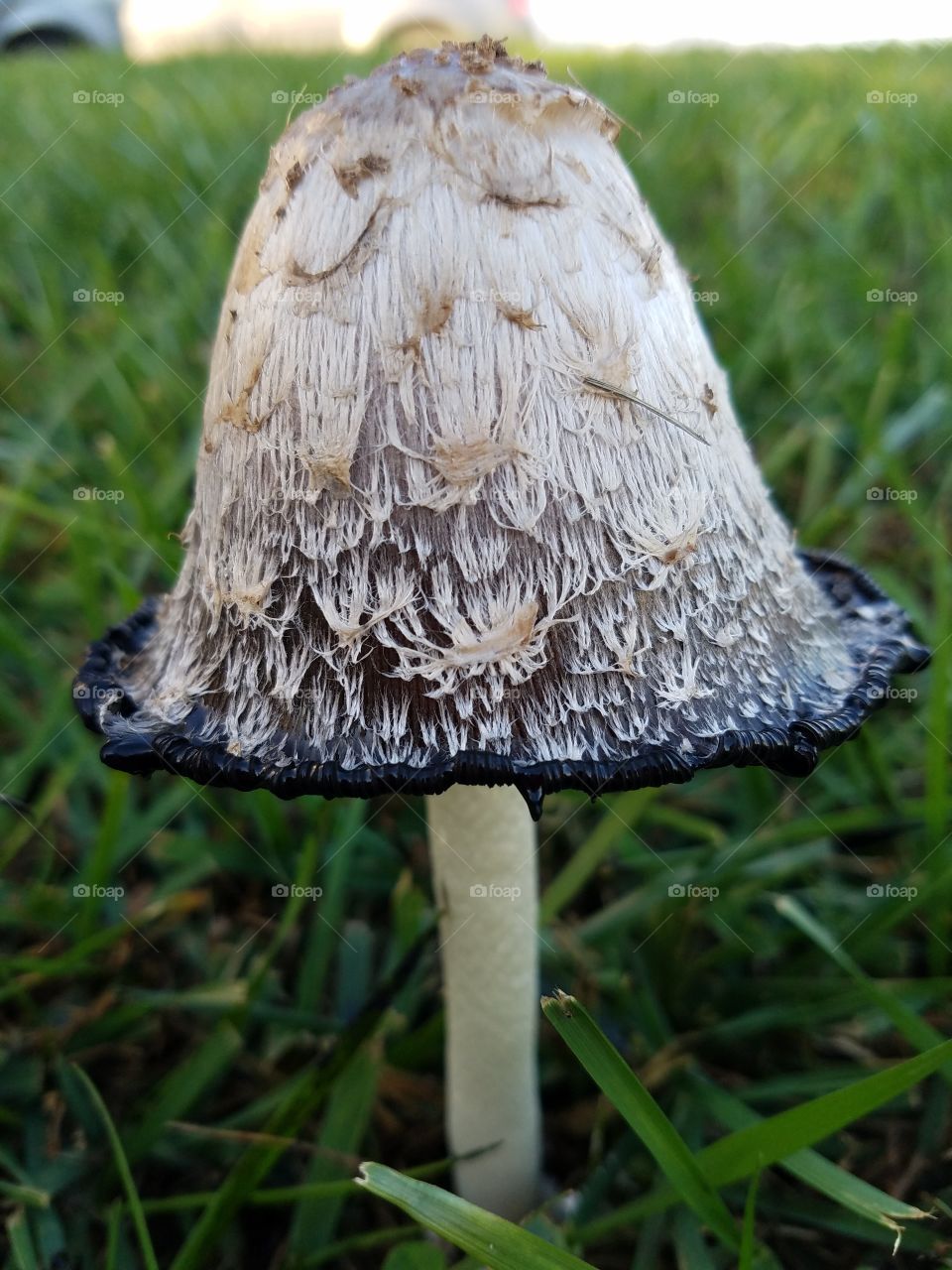 A close up of a mushroom