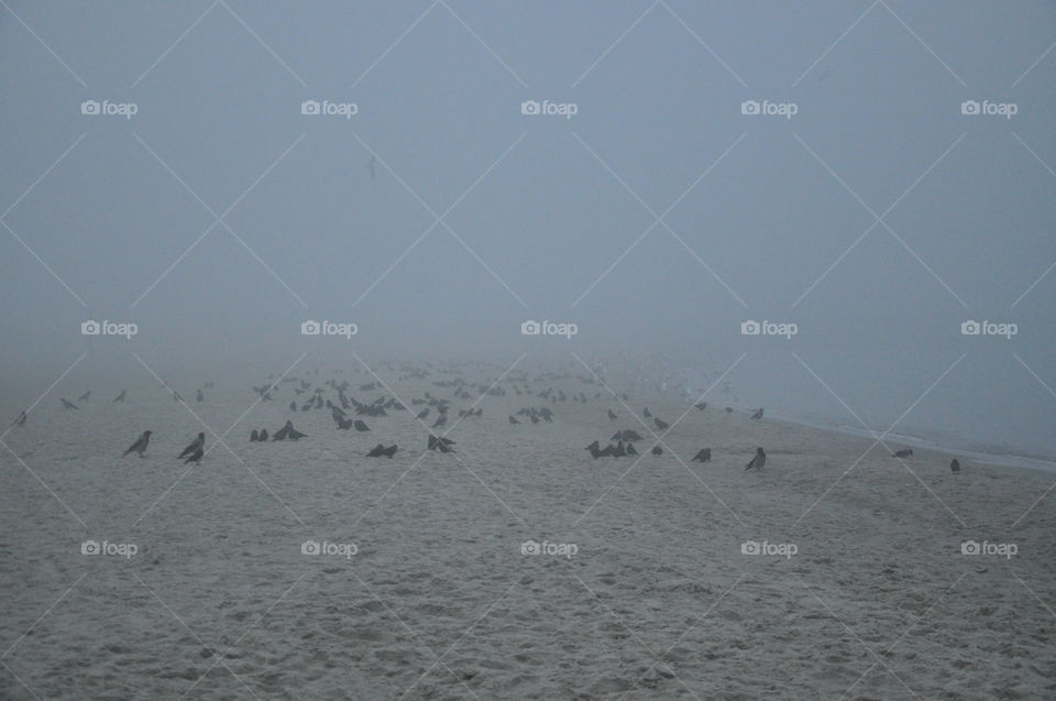 Bird, Winter, Snow, Landscape, Fog