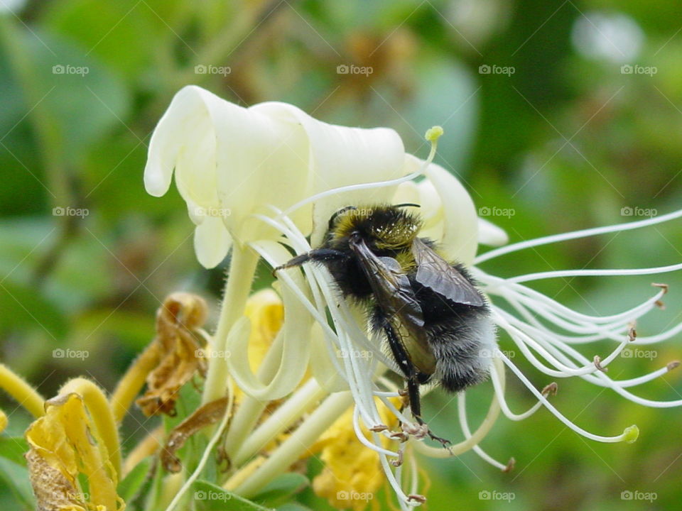 Macro shot of honey bee on flower