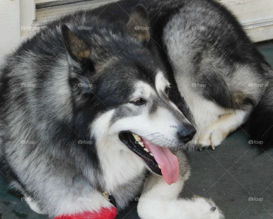 Close-up of a dog resting