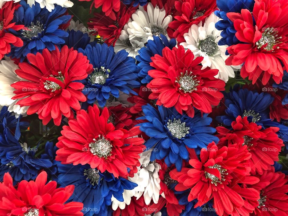 Red white and blue flowers 