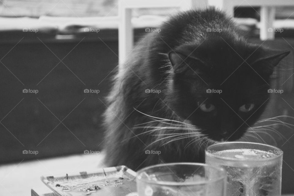 Thirsty Cat